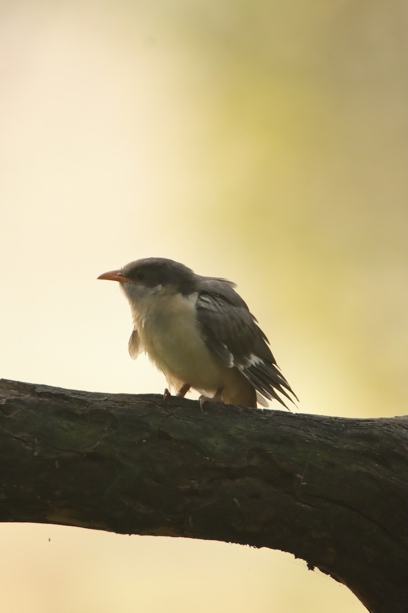 Pied Cuckoo - ML643482866