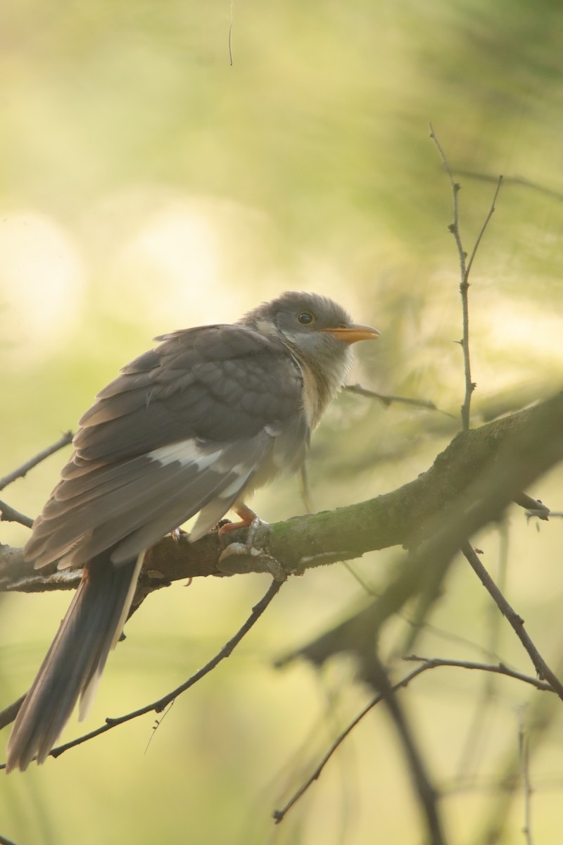 Pied Cuckoo - ML643482867