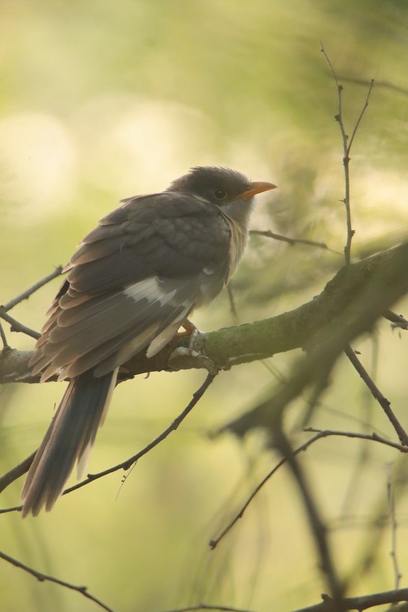 Pied Cuckoo - ML643482868