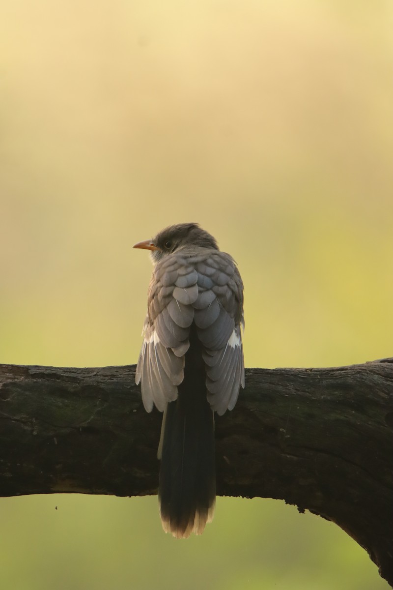 Pied Cuckoo - ML643482869