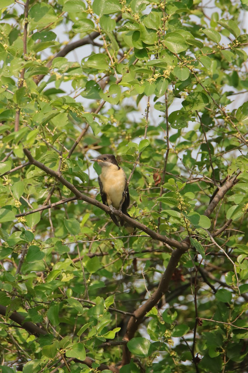 Pied Cuckoo - ML643482870