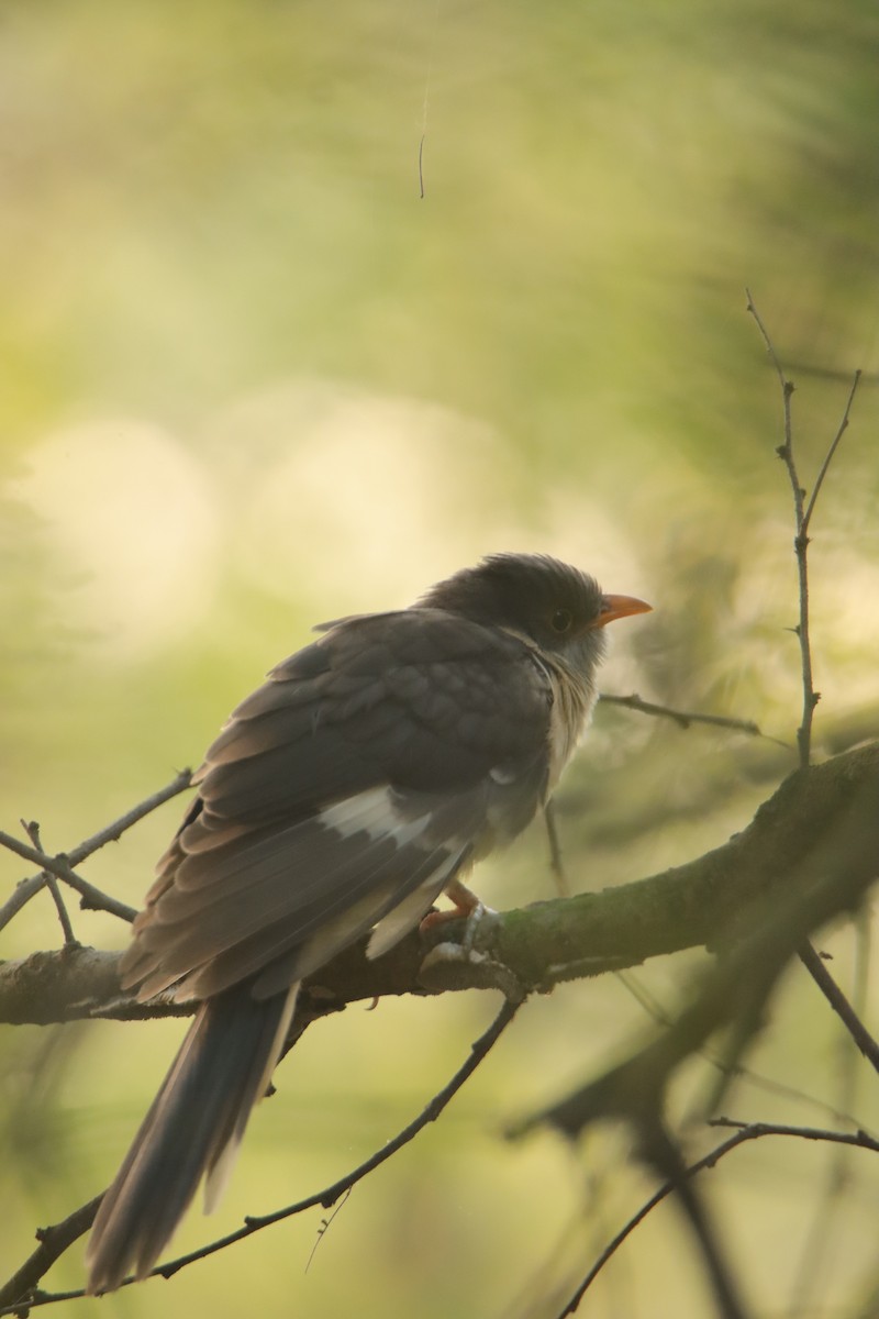Pied Cuckoo - ML643482871