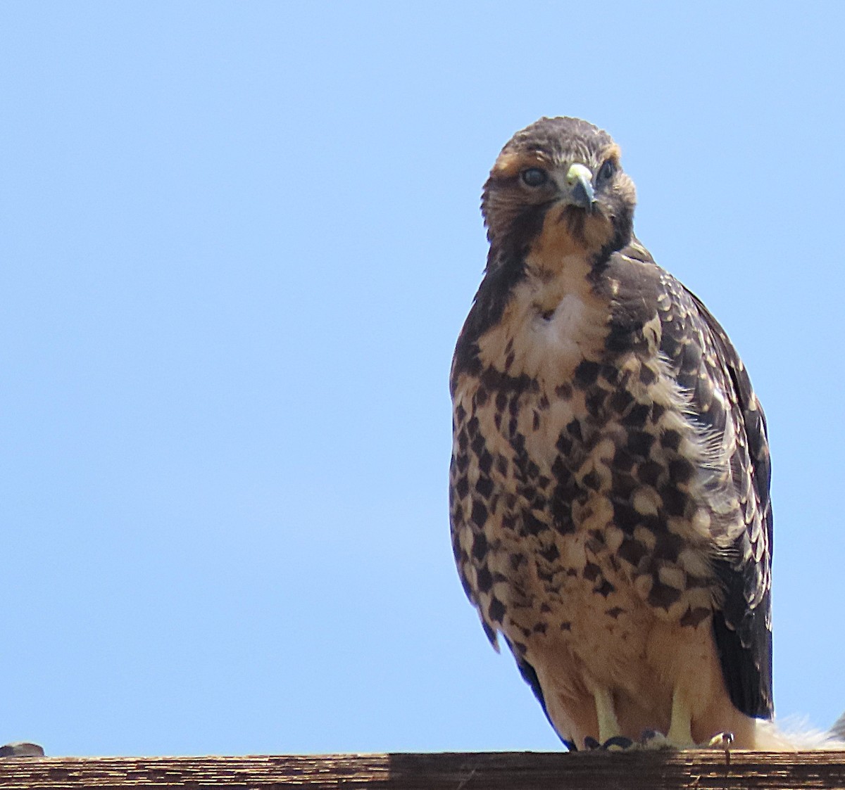 Swainson's Hawk - ML643482874