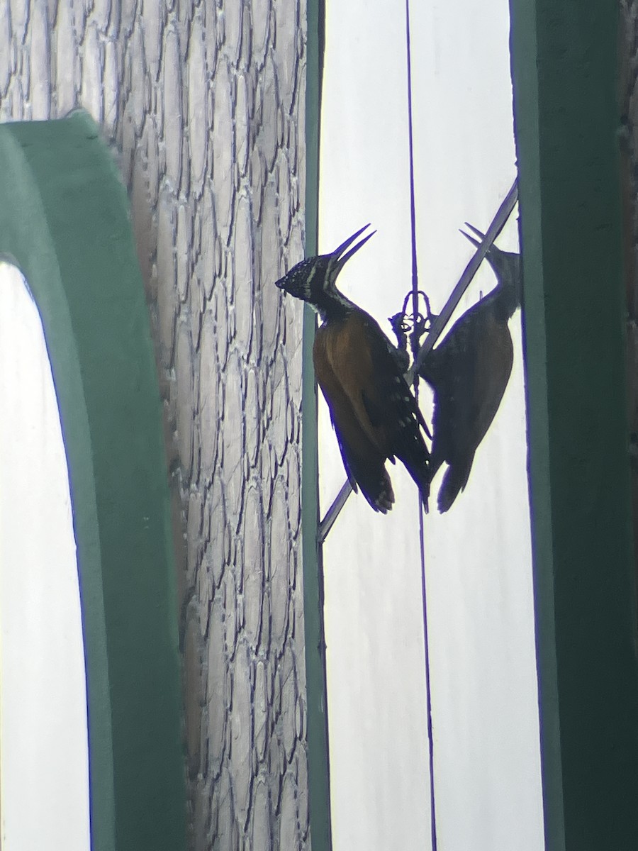 Greater Flameback - ML643482898