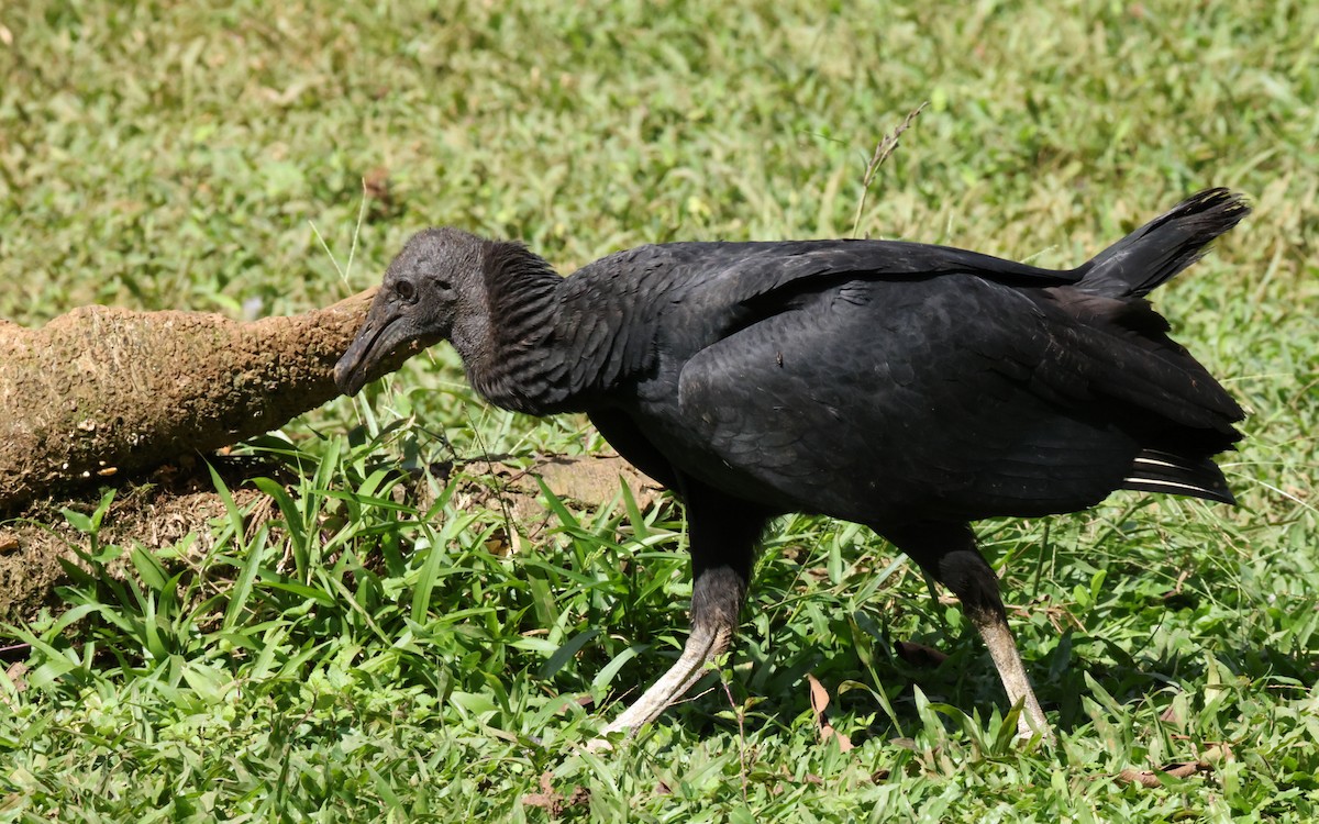 Black Vulture - ML643482905