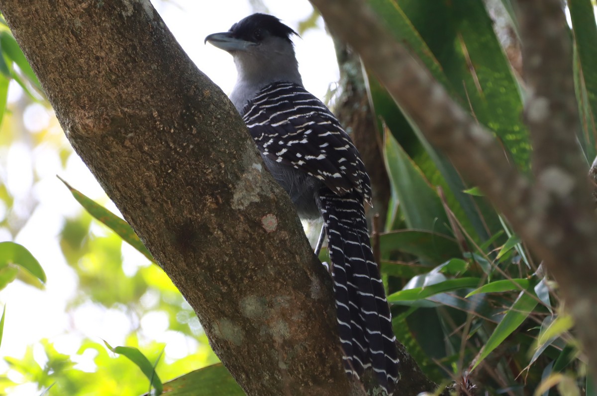 Batará Gigante - ML643482919