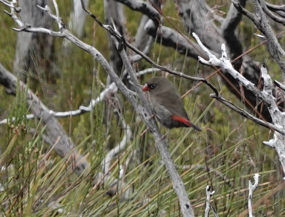Beautiful Firetail - ML643482924