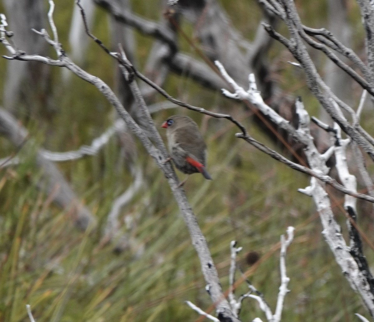 Beautiful Firetail - ML643482925