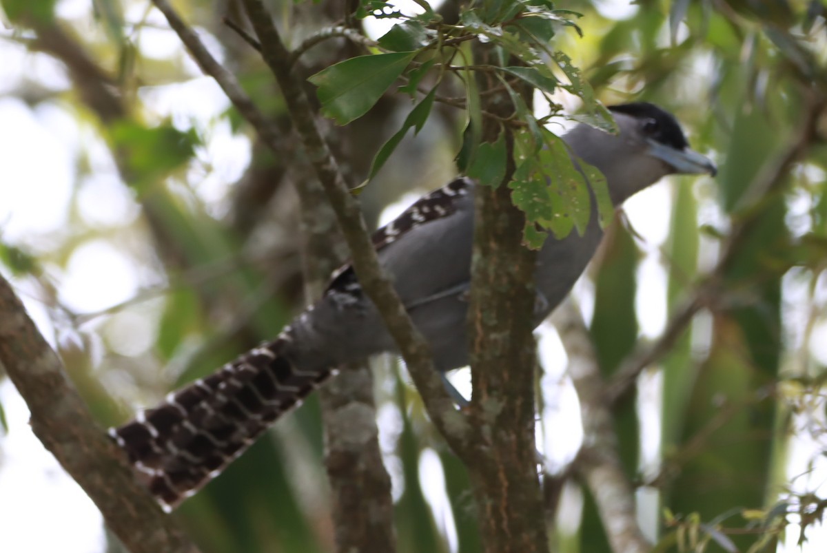 Batará Gigante - ML643482936