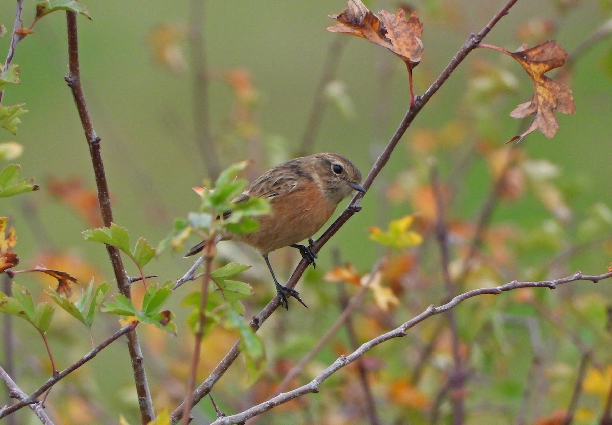 European Stonechat - ML643482937