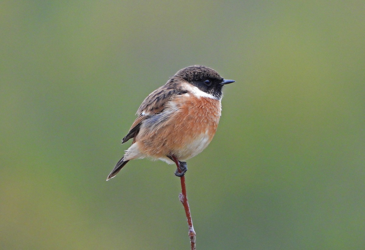 European Stonechat - ML643482938