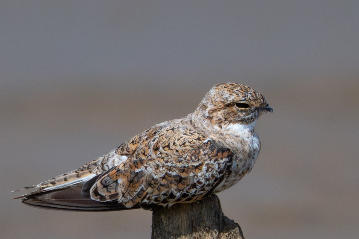 Sand-colored Nighthawk - ML643482940