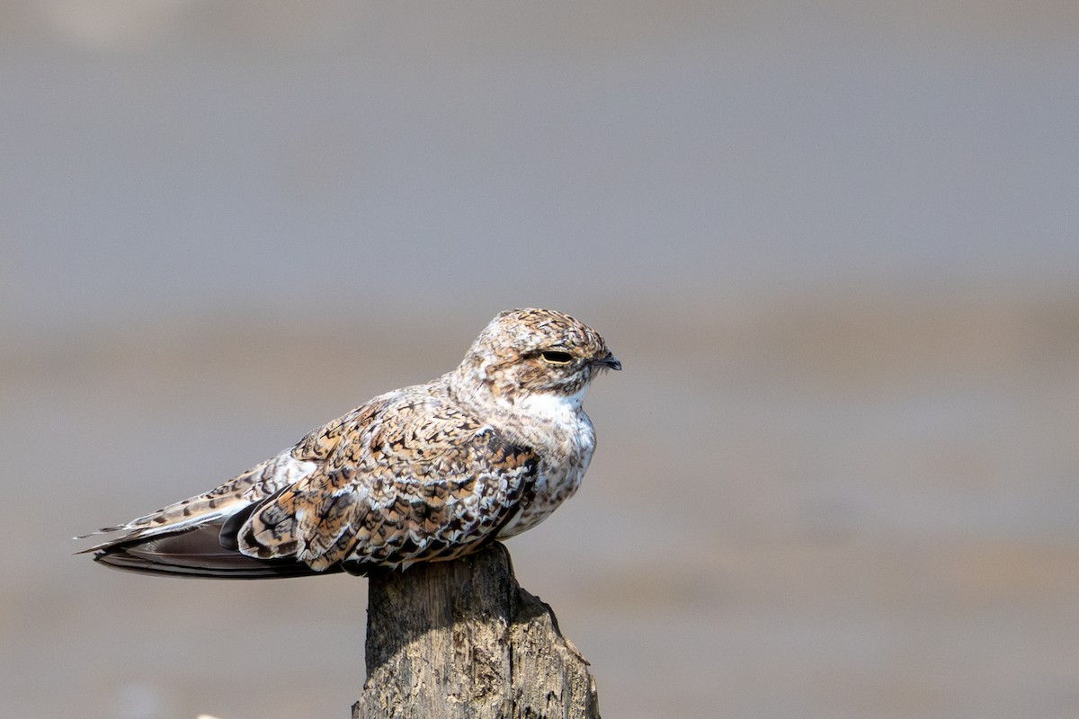 Sand-colored Nighthawk - ML643482941