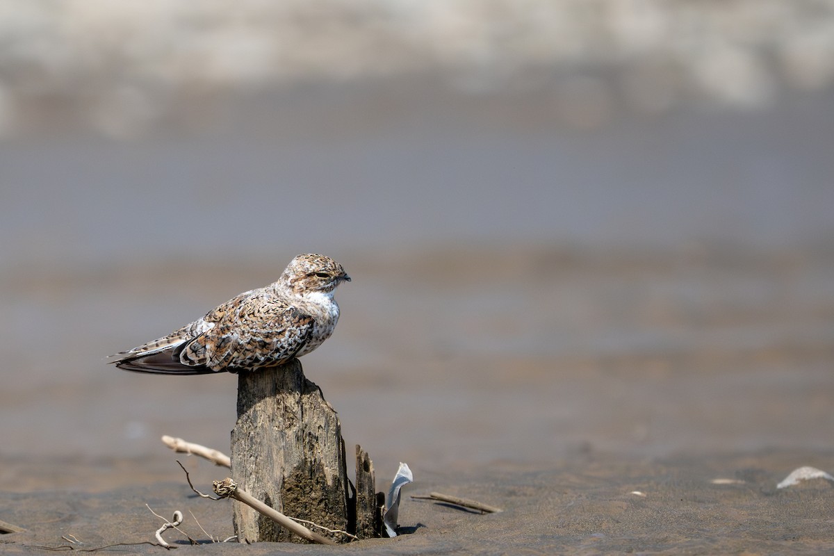 Sand-colored Nighthawk - ML643482943