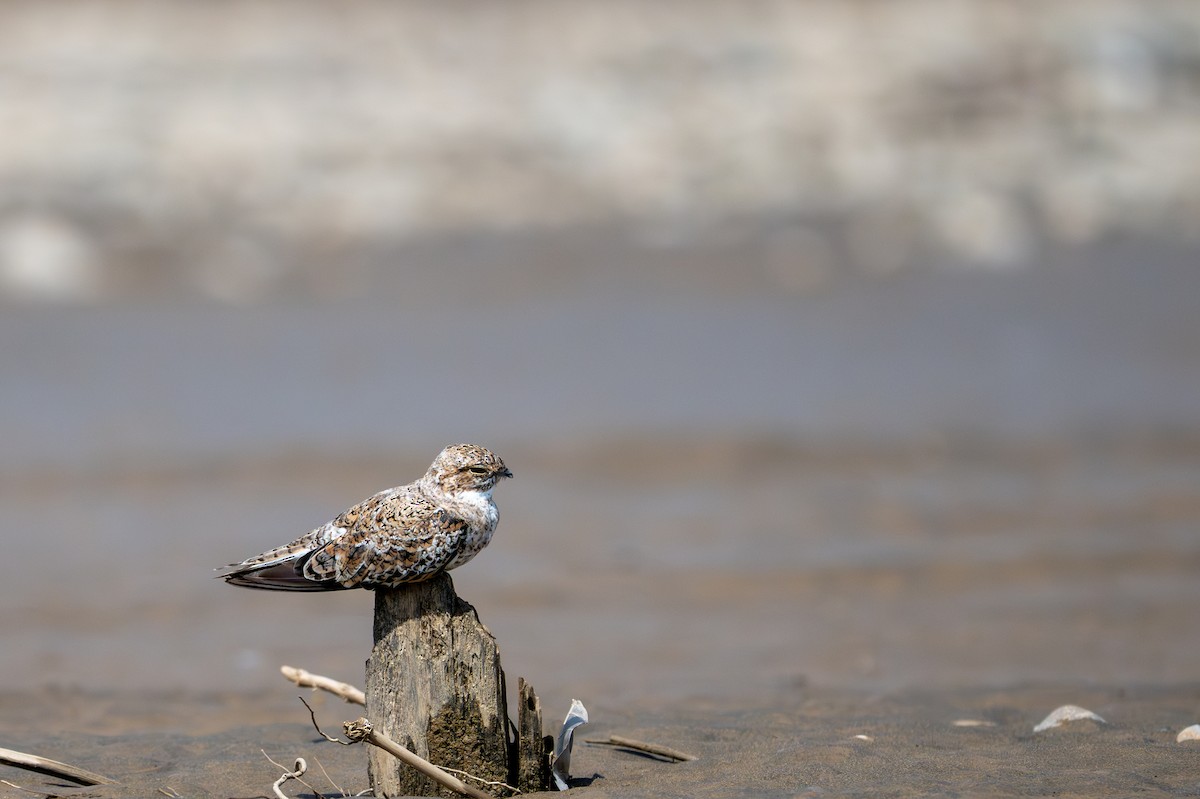 Sand-colored Nighthawk - ML643482944