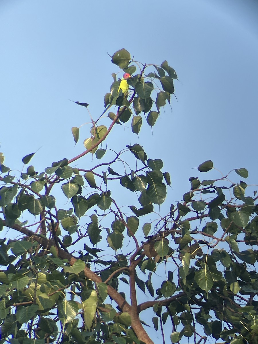 Plum-headed Parakeet - ML643482945