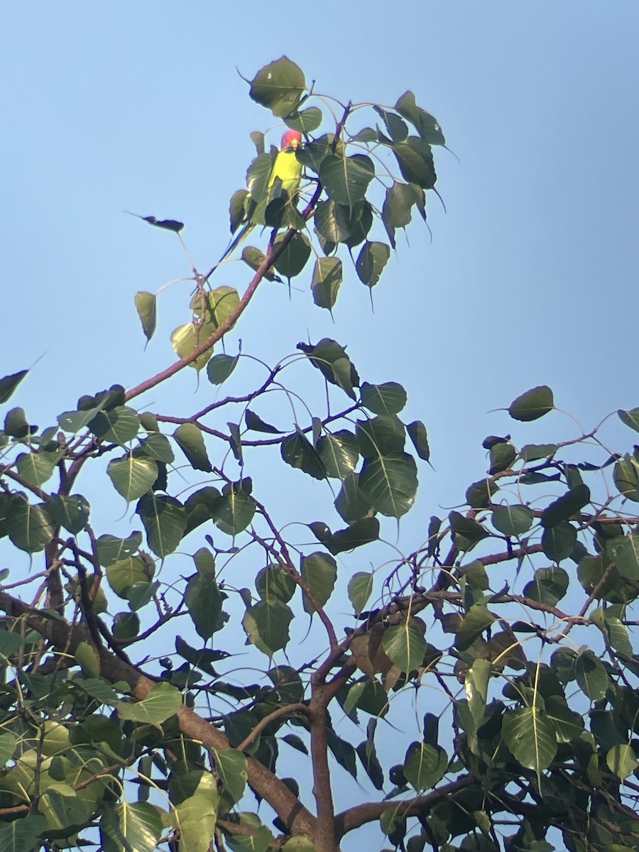 Plum-headed Parakeet - ML643482946