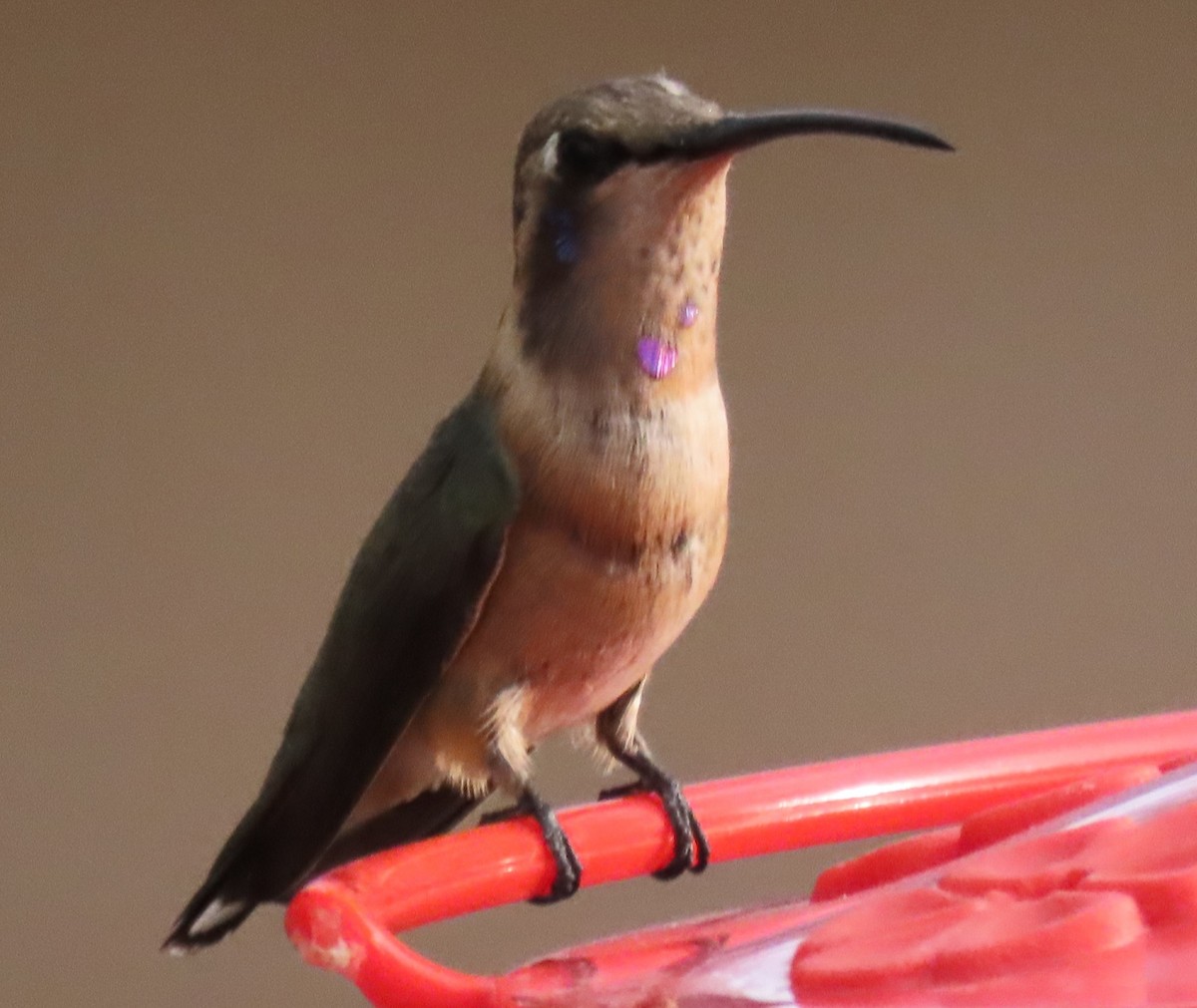 Işıldayan Kolibri - ML643482951