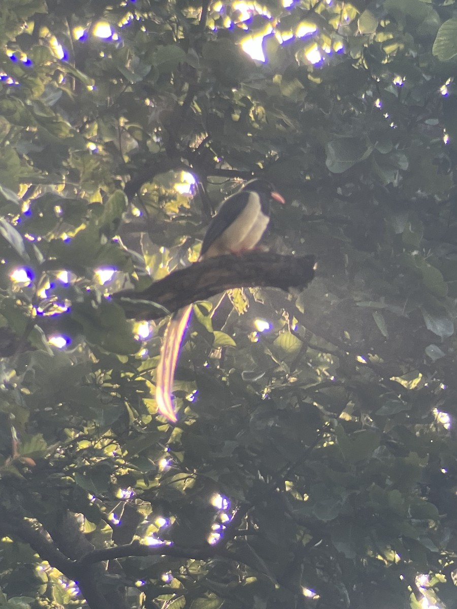 Red-billed Blue-Magpie - ML643482956