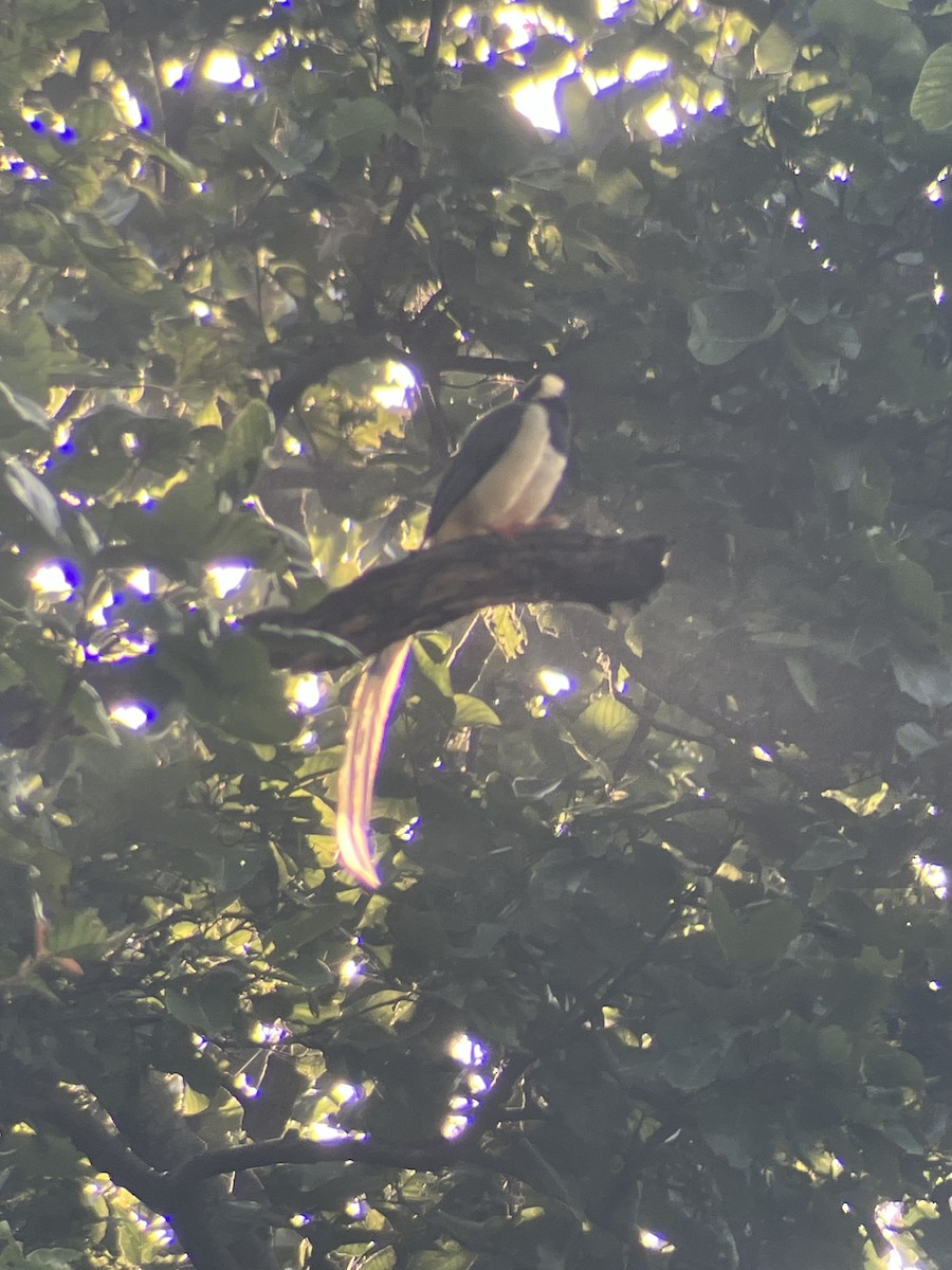 Red-billed Blue-Magpie - ML643482957