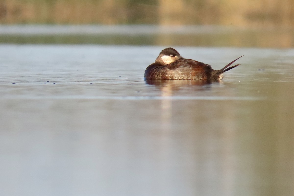 Ruddy Duck - ML643482965