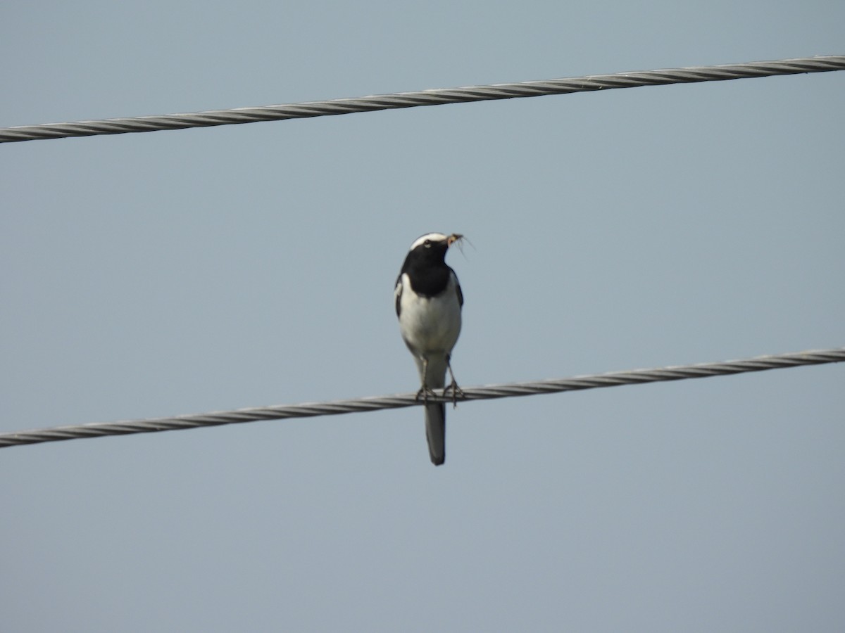 White-browed Wagtail - ML643482968
