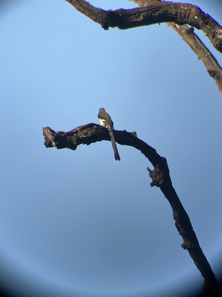Gray Treepie - ML643482969