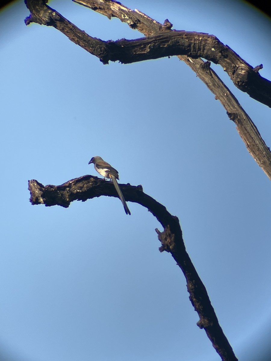 Gray Treepie - ML643482970