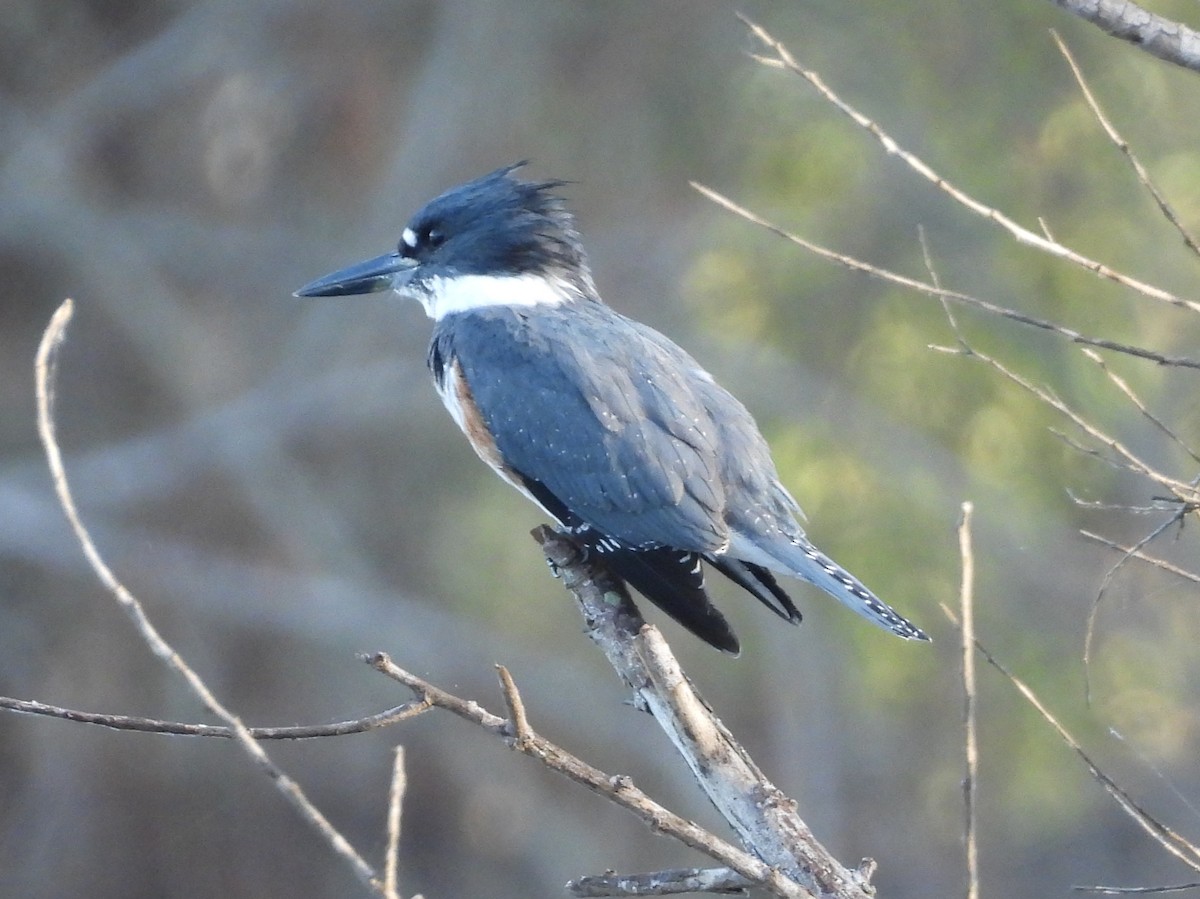Belted Kingfisher - ML643482974
