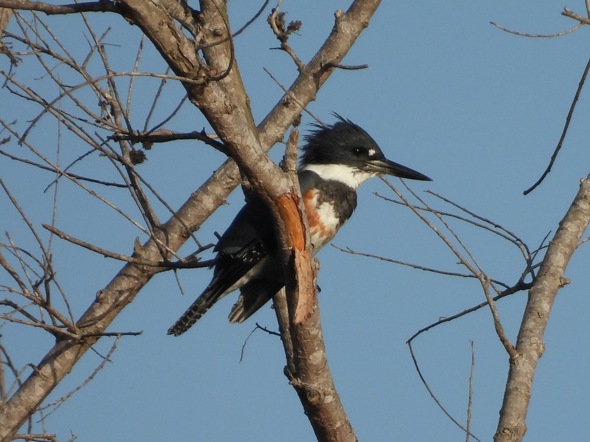 Belted Kingfisher - ML643482975
