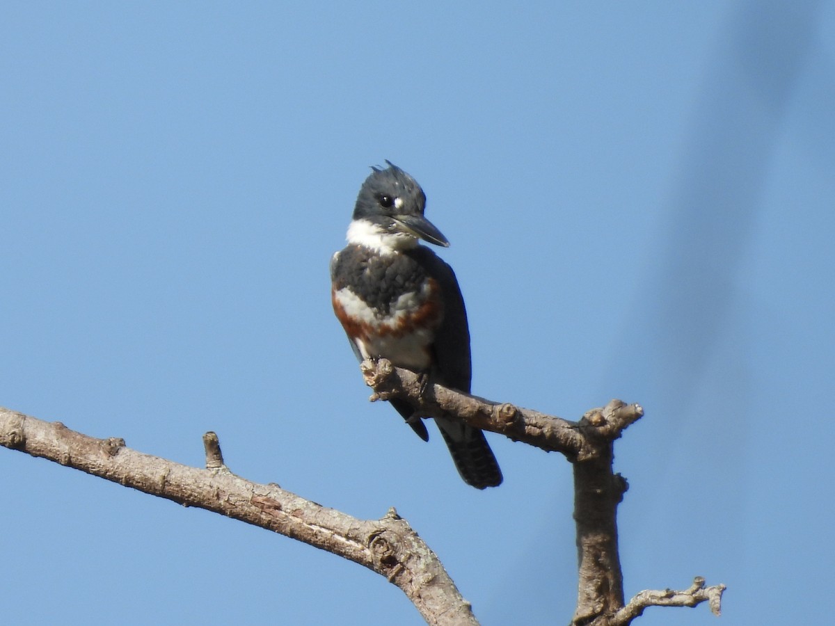 Belted Kingfisher - ML643482976