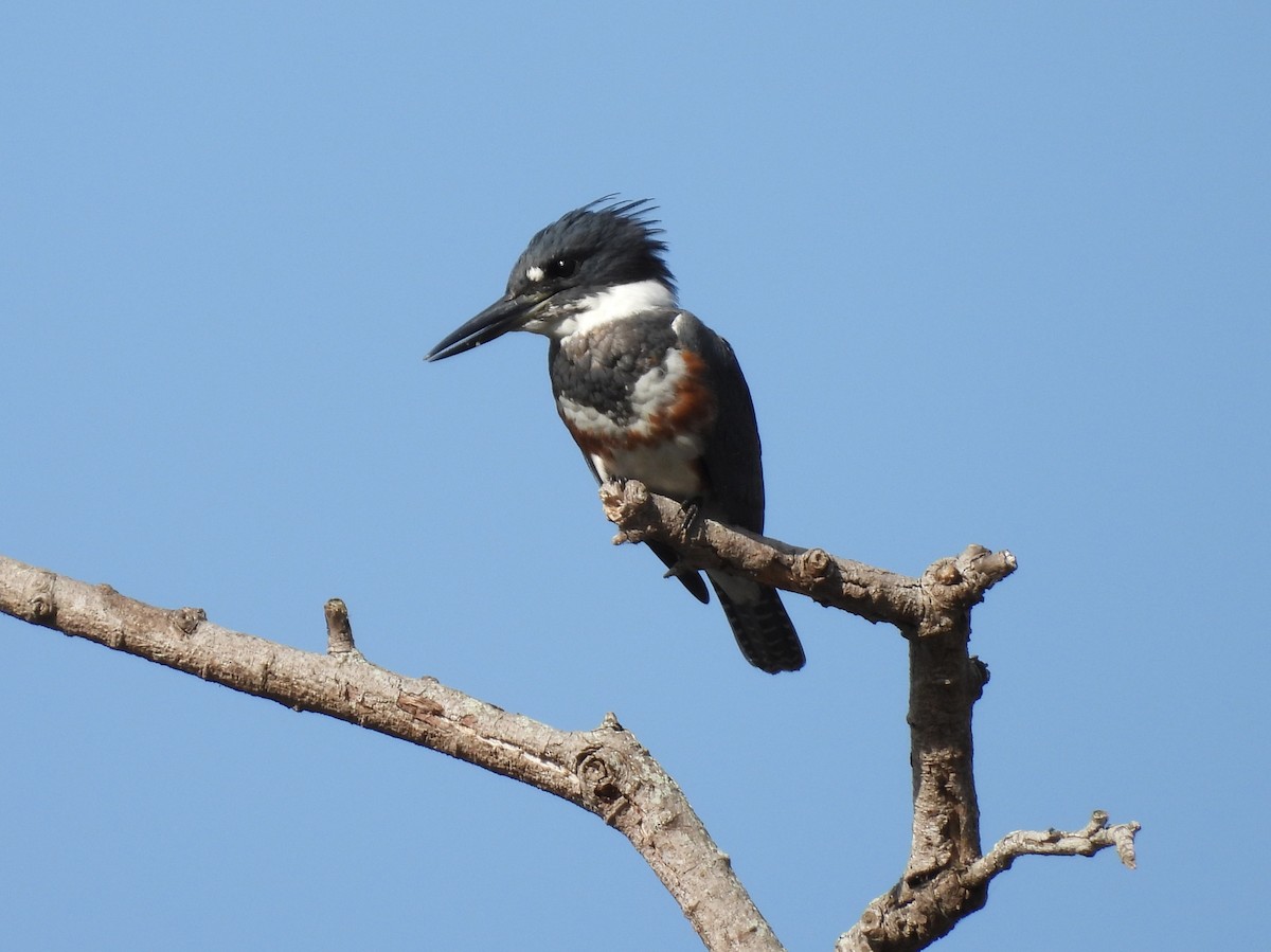 Belted Kingfisher - ML643482977