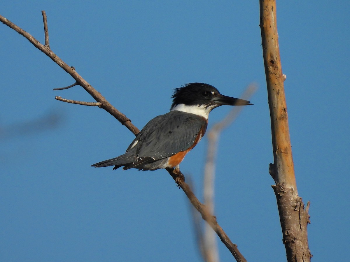 Belted Kingfisher - ML643482978