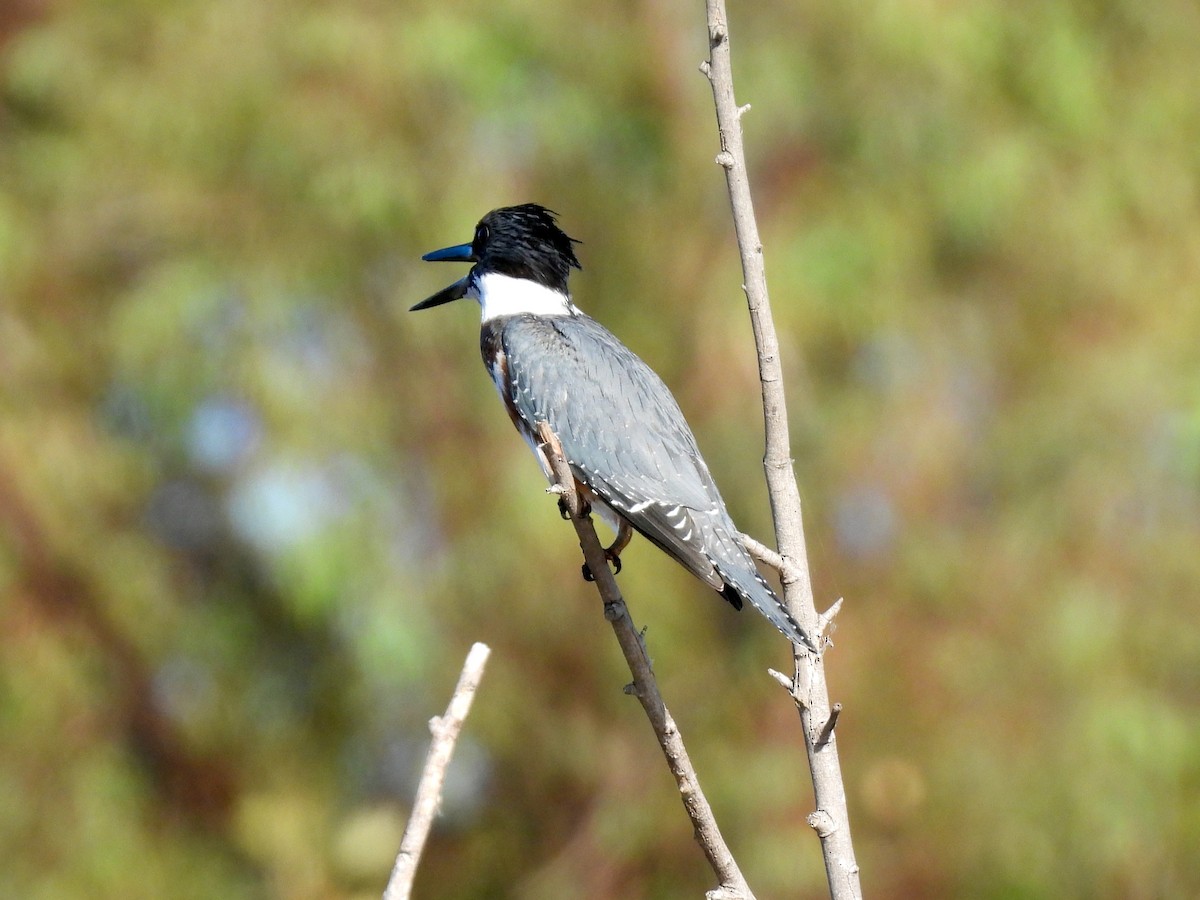 Belted Kingfisher - ML643482979