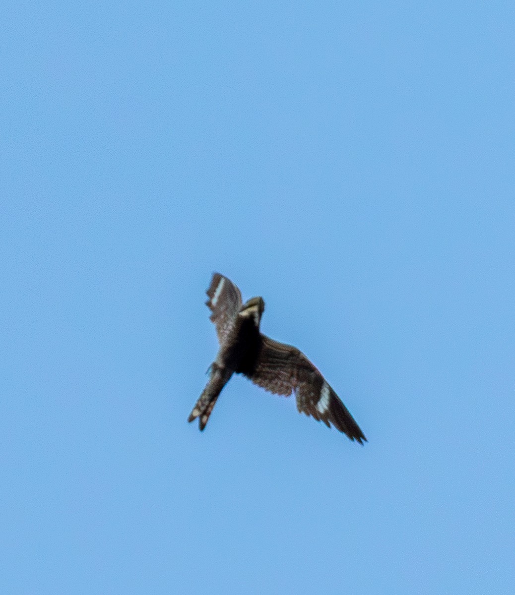 Common Nighthawk - ML643482980