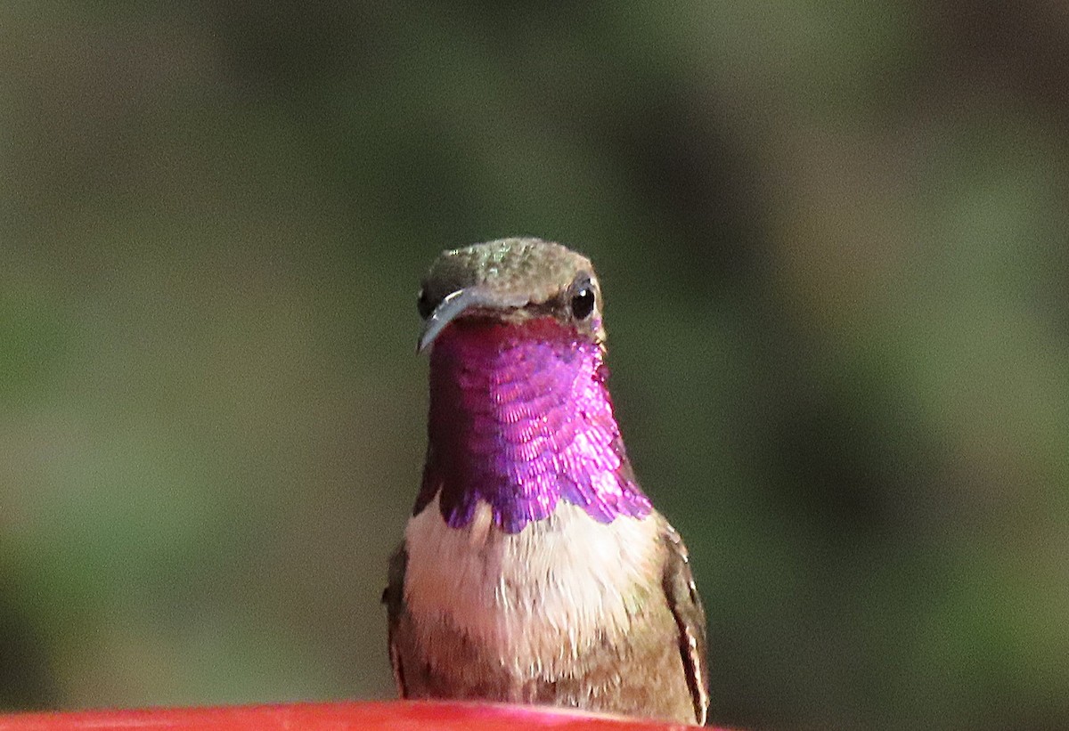 Işıldayan Kolibri - ML643482982