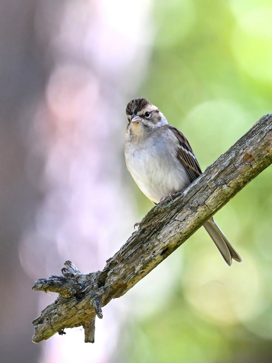 Chipping Sparrow - ML643482983