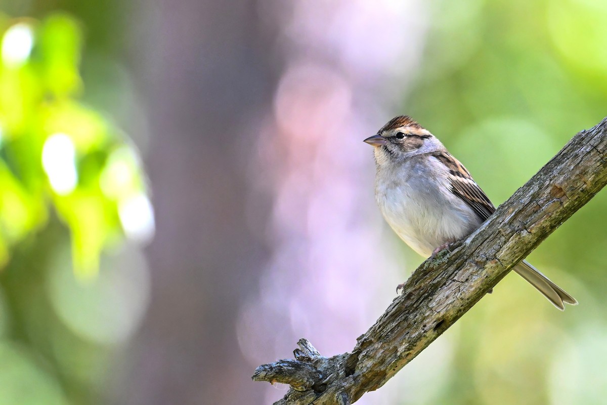 Chipping Sparrow - ML643482984