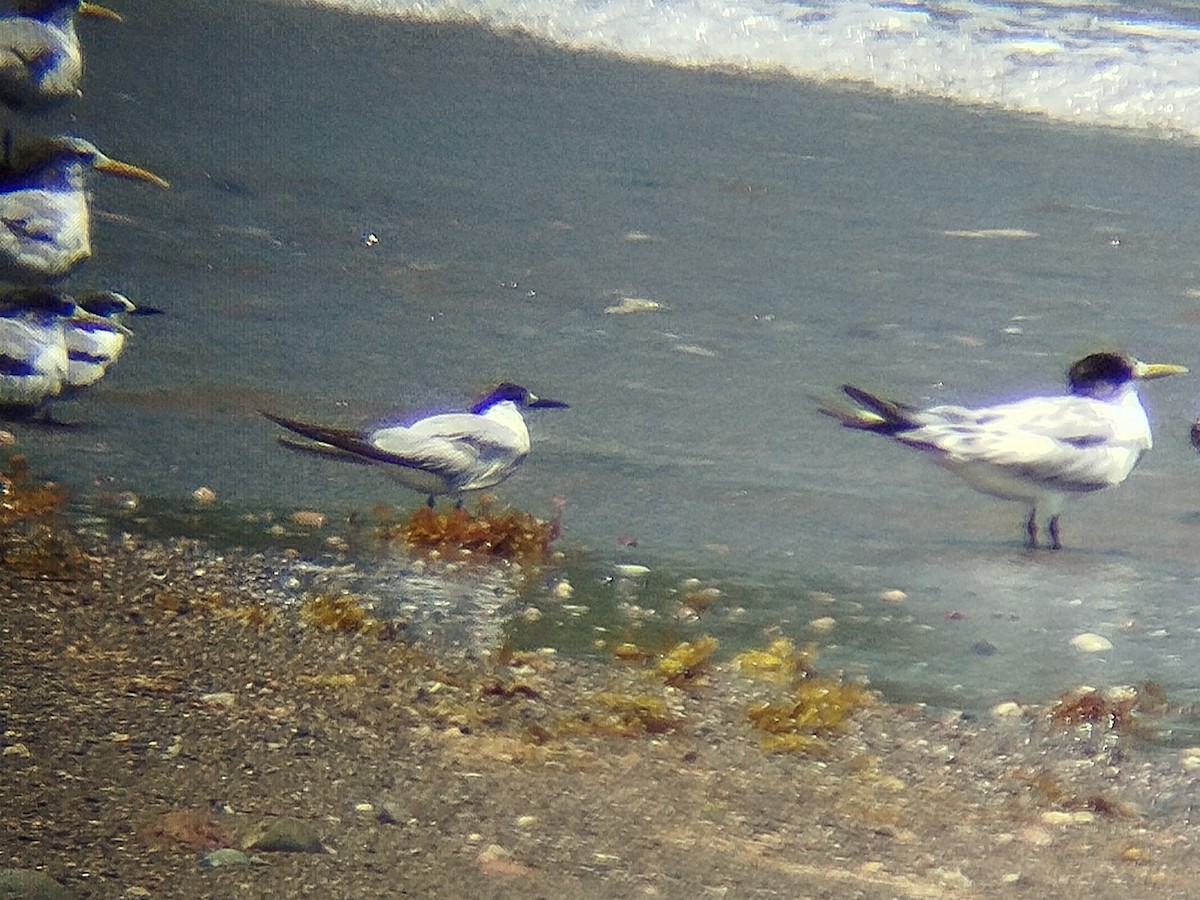 Common Tern - ML643483004