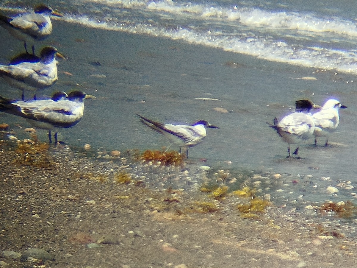 Common Tern - ML643483005