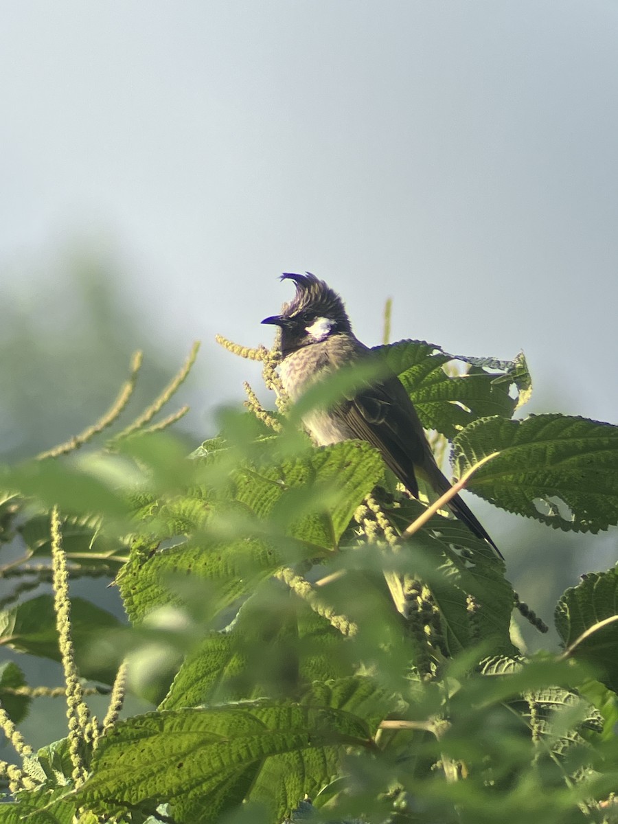 Himalayan Bulbul - ML643483007