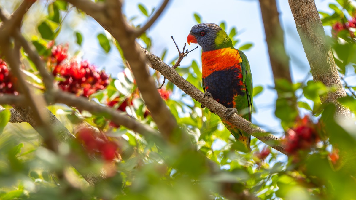 オーストラリアゴシキセイガイインコ - ML643483014