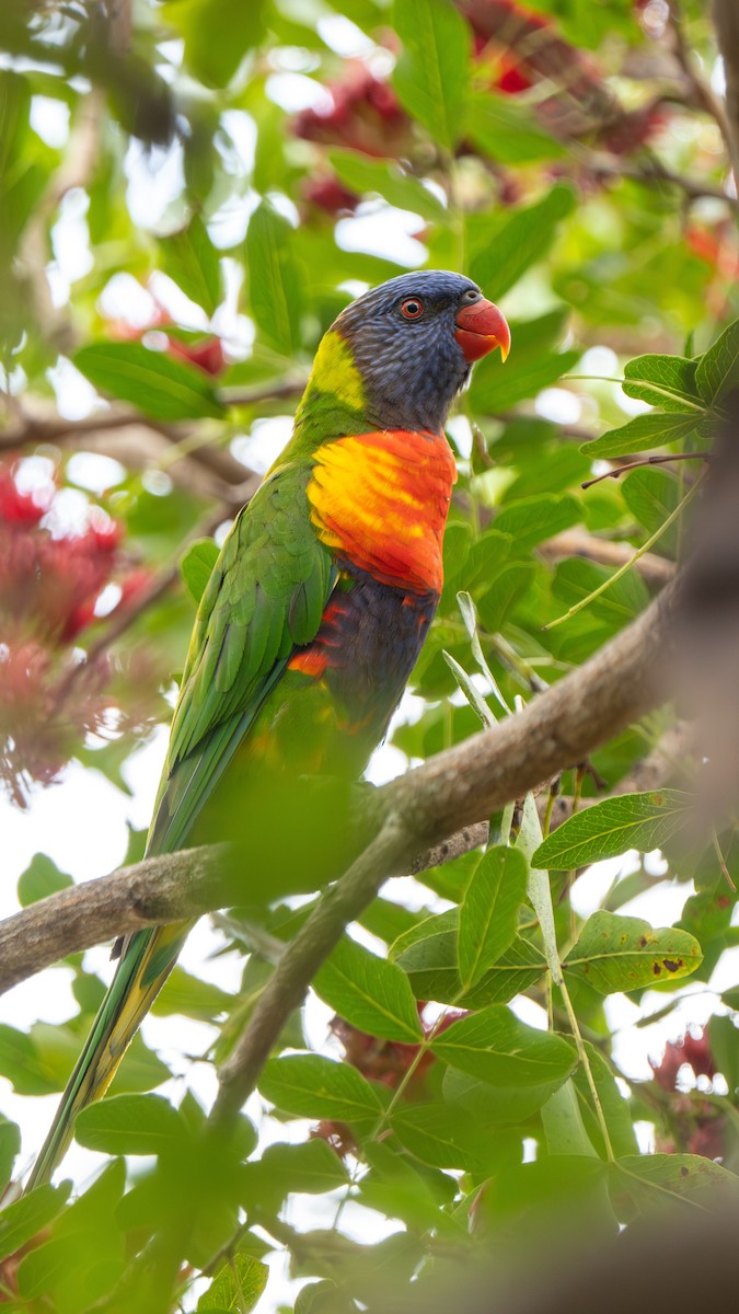 オーストラリアゴシキセイガイインコ - ML643483015