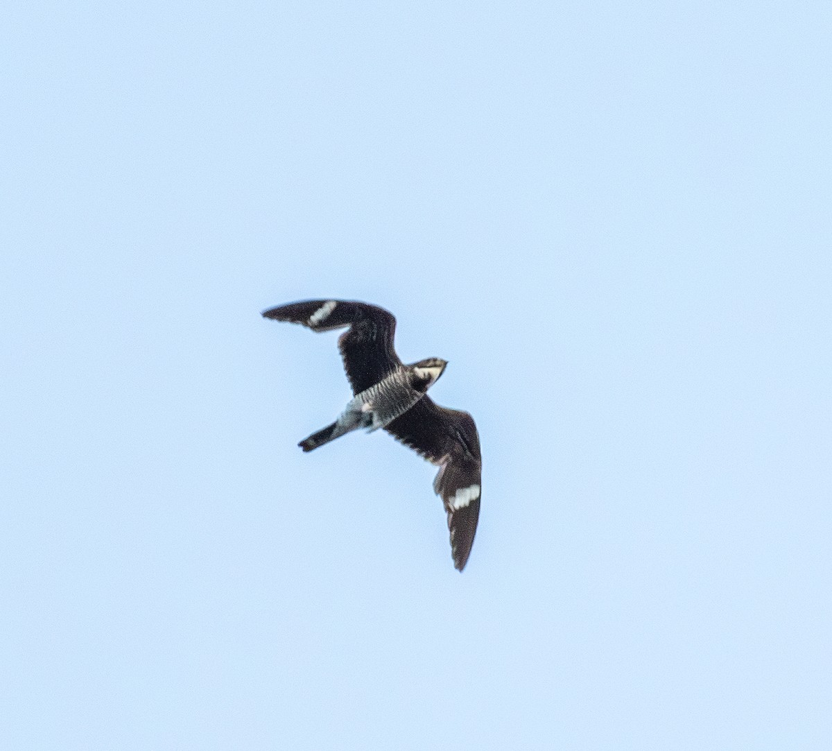 Common Nighthawk - ML643483016