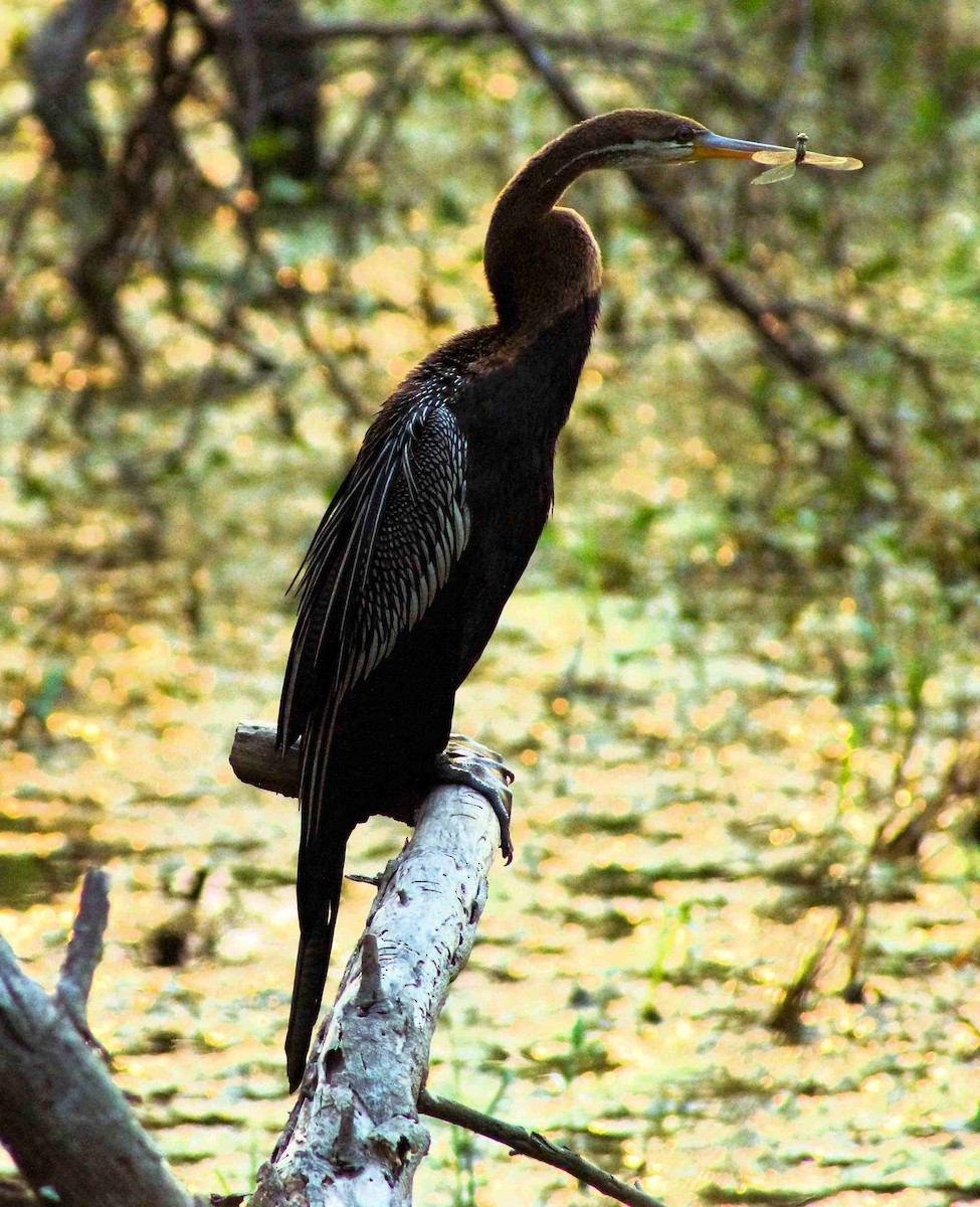 Oriental Darter - ML643483017