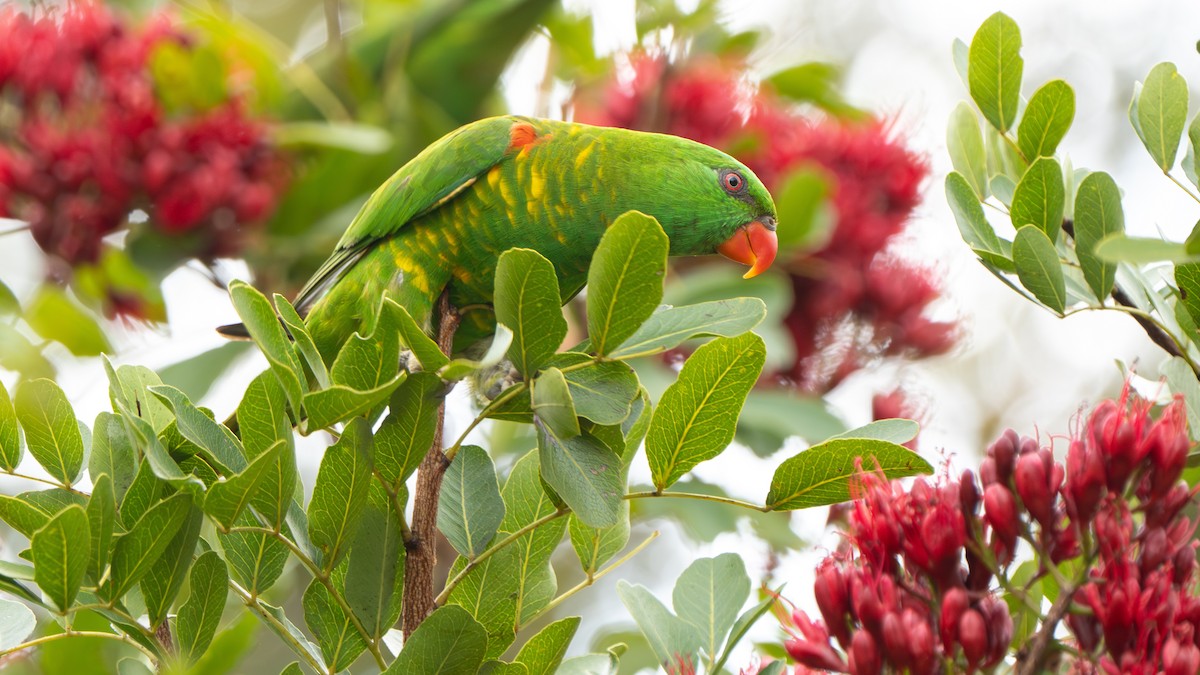 コセイガイインコ - ML643483018