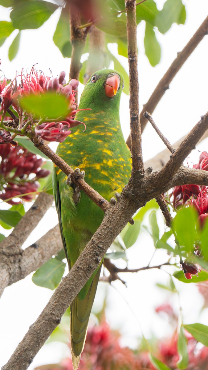 コセイガイインコ - ML643483019