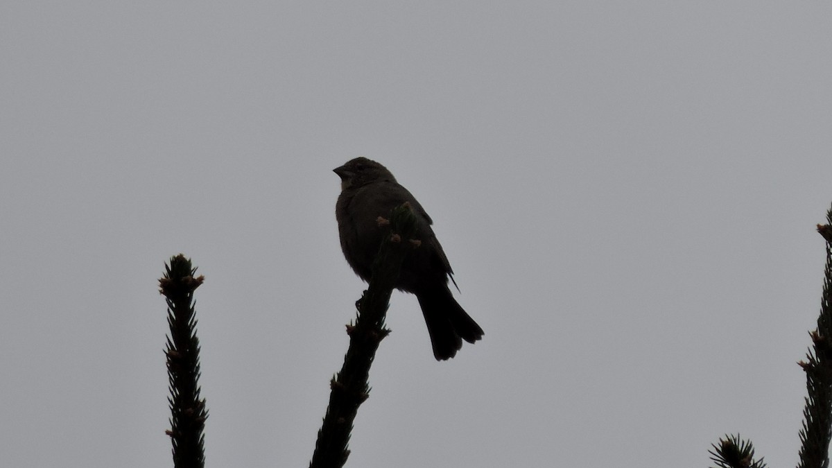 Brown-headed Cowbird - ML643483020