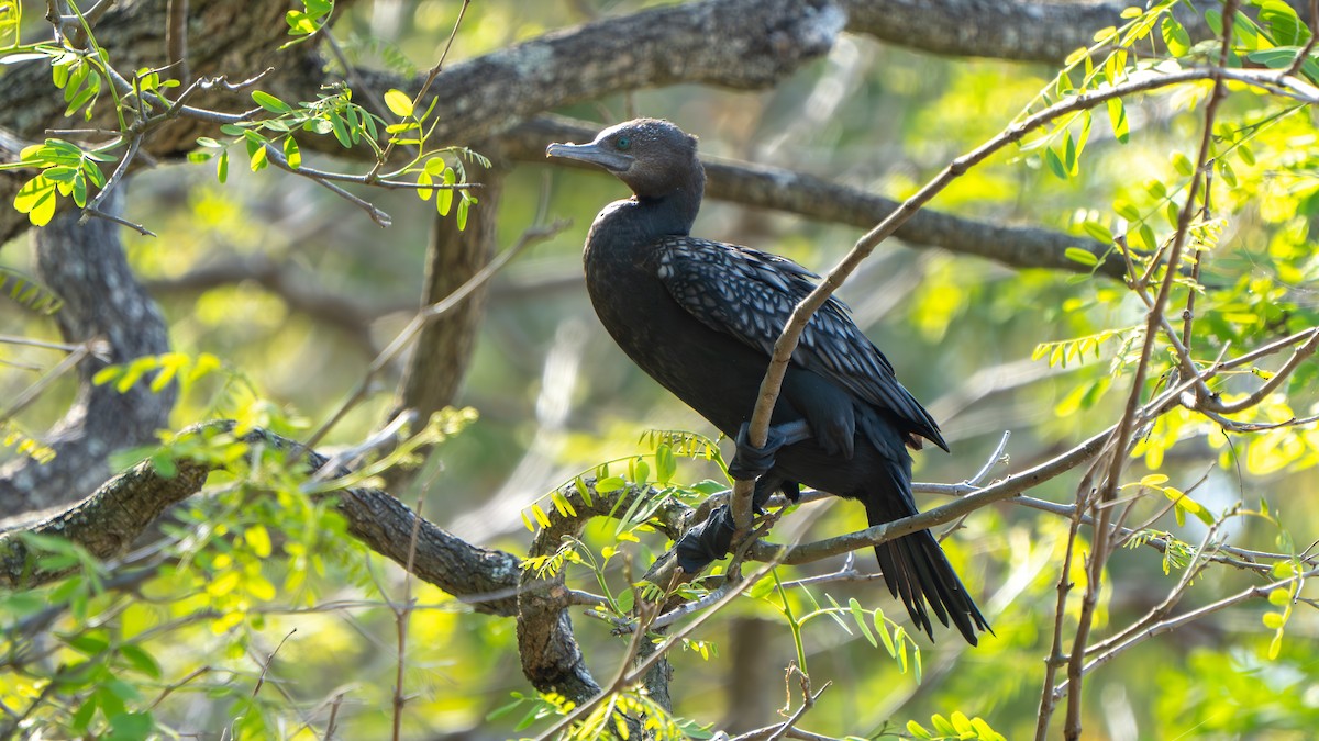 ミナミクロヒメウ - ML643483027