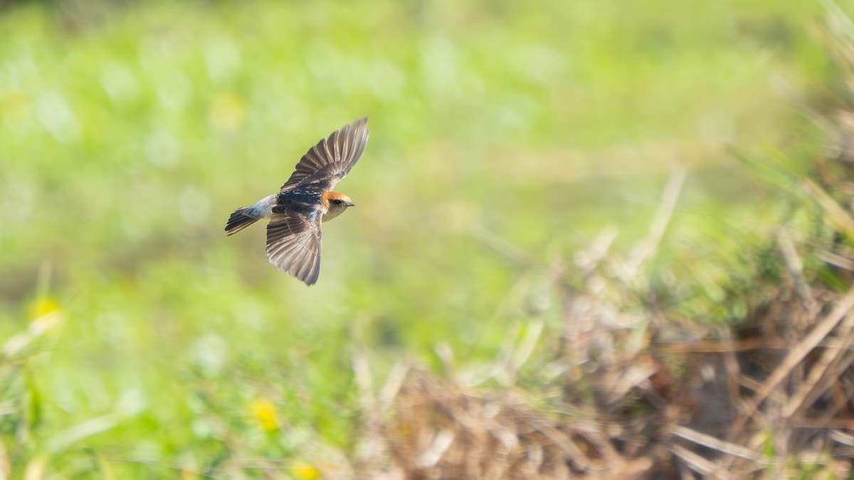 Fairy Martin - ML643483036